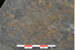 Foto (Detailansicht) von Neuropteris alpinia Sternbg. (NHMW-GEO-2024-0188-10660)